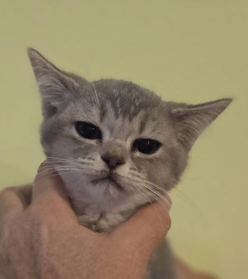Asian shorthair, Asiatisch Jungtier - Kater