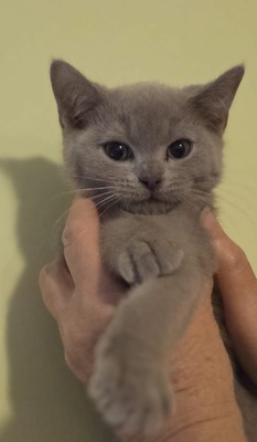 Asian shorthair, Asiatisch Jungtier - Kater