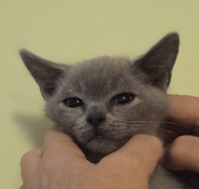 Asian shorthair, Asiatisch Jungtier - Kater