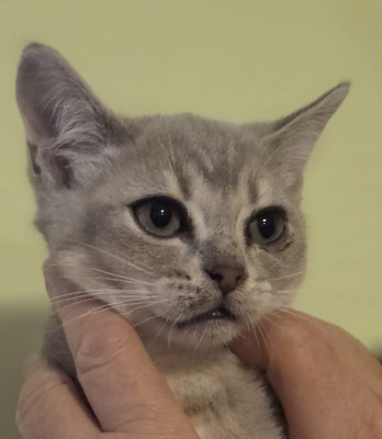 Asian shorthair, Asiatisch Jungtier - Kater