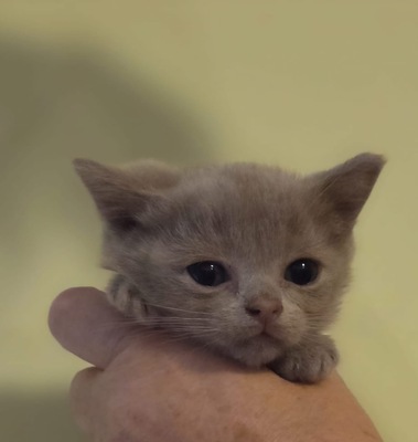 Asian shorthair, Asiatisch Jungtier - Kater