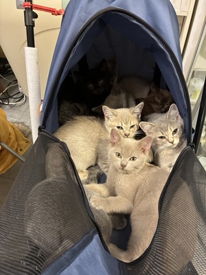 Asian shorthair, Asiatisch Jungtier - Kater