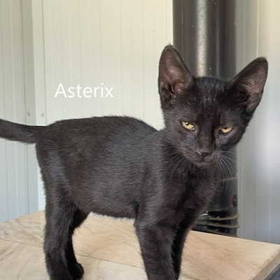 Asterix, geb. 2024, Baby-Kater sucht liebevolles Zuhause, EKH Jungtier - Kater