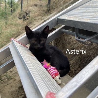 Asterix, geb. 2024, Baby-Kater sucht liebevolles Zuhause, EKH Jungtier - Kater