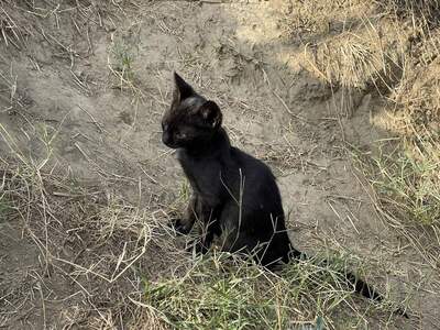 Asterix, geb. 2024, Baby-Kater sucht liebevolles Zuhause, EKH Jungtier - Kater