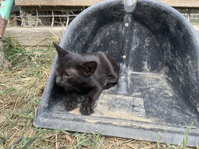 Asterix, geb. 2024, Baby-Kater sucht liebevolles Zuhause, EKH Jungtier - Kater