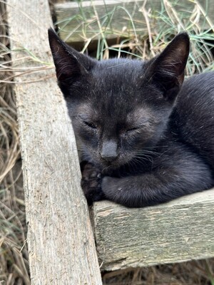 Asterix, geb. 2024, Baby-Kater sucht liebevolles Zuhause, EKH Jungtier - Kater