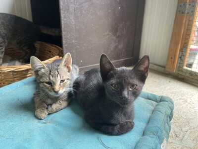 Asterix, geb. 2024, Baby-Kater sucht liebevolles Zuhause, EKH Jungtier - Kater