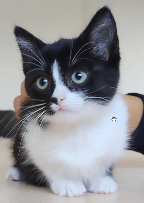 Astra - mit Nova - zwei süße Katzenkinder suchen ihr Zuhause