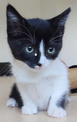 Astra - mit Nova - zwei süße Katzenkinder suchen ihr Zuhause, EKH Jungtier - Katze