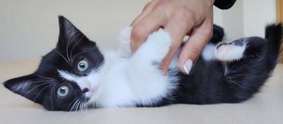Astra - mit Nova - zwei süße Katzenkinder suchen ihr Zuhause, EKH Jungtier - Katze