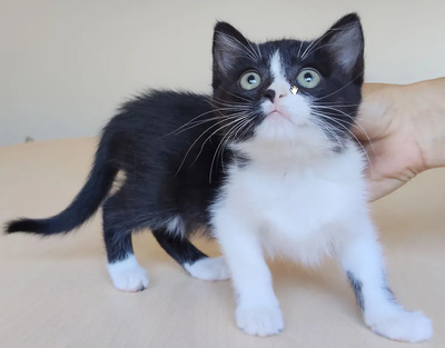 Astra - mit Nova - zwei süße Katzenkinder suchen ihr Zuhause, EKH Jungtier - Katze
