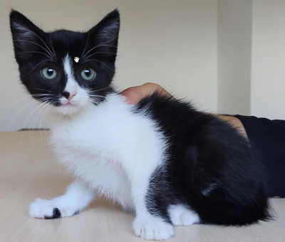 Astra - mit Nova - zwei süße Katzenkinder suchen ihr Zuhause, EKH Jungtier - Katze