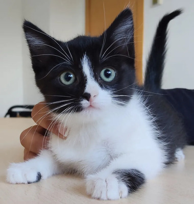Astra - mit Nova - zwei süße Katzenkinder suchen ihr Zuhause, EKH Jungtier - Katze