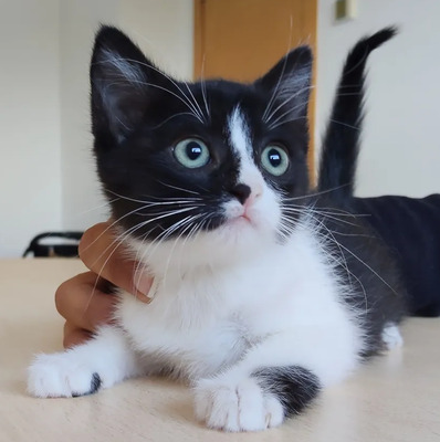 Astra - mit Nova - zwei süße Katzenkinder suchen ihr Zuhause, EKH Jungtier - Katze