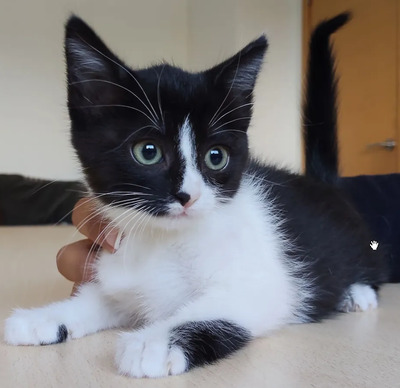 Astra - mit Nova - zwei süße Katzenkinder suchen ihr Zuhause, EKH Jungtier - Katze
