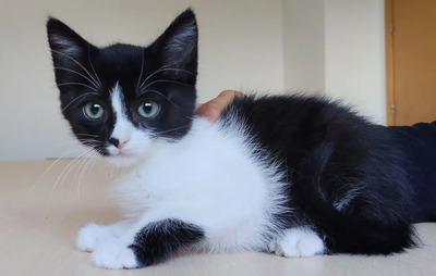 Astra - mit Nova - zwei süße Katzenkinder suchen ihr Zuhause, EKH Jungtier - Katze