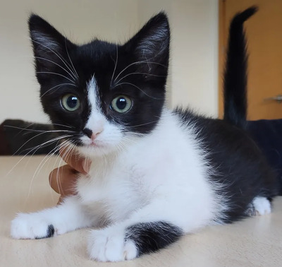 Astra - mit Nova - zwei süße Katzenkinder suchen ihr Zuhause, EKH Jungtier - Katze