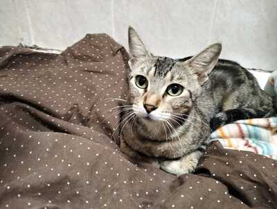 Astra sucht ihr Für-immer-Zuhause (als Wohnungskatze), Hauskatzen - Katze