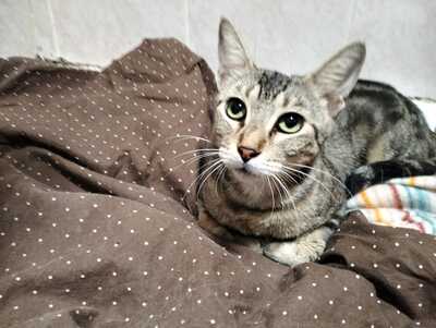 Astra sucht ihr Für-immer-Zuhause (als Wohnungskatze), Hauskatzen - Katze