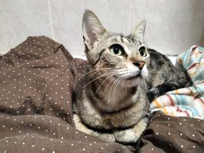 Astra sucht ihr Für-immer-Zuhause (als Wohnungskatze), Hauskatzen - Katze