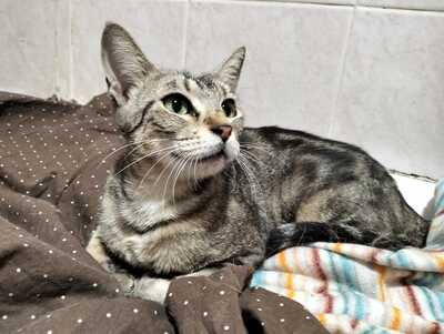 Astra sucht ihr Für-immer-Zuhause (als Wohnungskatze), Hauskatzen - Katze