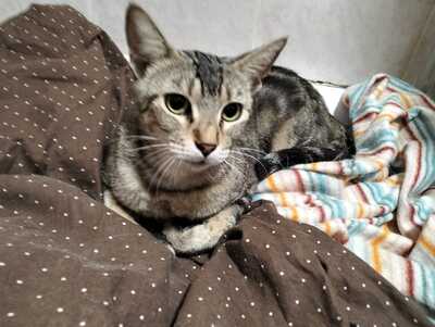 Astra sucht ihr Für-immer-Zuhause (als Wohnungskatze), Hauskatzen - Katze