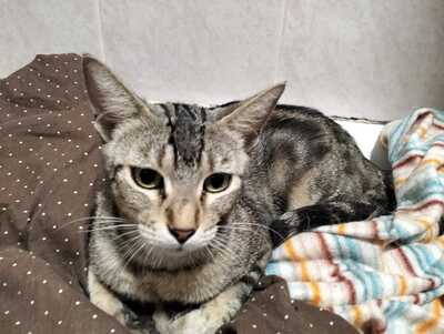Astra sucht ihr Für-immer-Zuhause (als Wohnungskatze), Hauskatzen - Katze