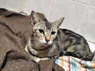 Astra sucht ihr Für-immer-Zuhause (als Wohnungskatze), Hauskatzen - Katze