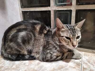Astra sucht ihr Für-immer-Zuhause (als Wohnungskatze), Hauskatzen - Katze