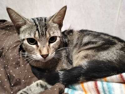 Astra sucht ihr Für-immer-Zuhause (als Wohnungskatze), Hauskatzen - Katze