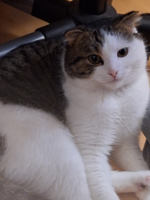 Ataef, Mischling - Kater