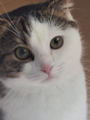 Ataef, Mischling - Kater