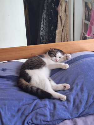 Ataef, Mischling - Kater