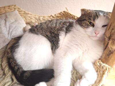 Ataef, Mischling - Kater