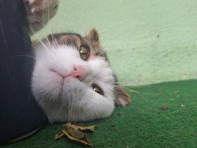 Ataef, Mischling - Kater