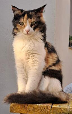 Athena, Grichiesche Strassenkatzen Jungtier - Katze