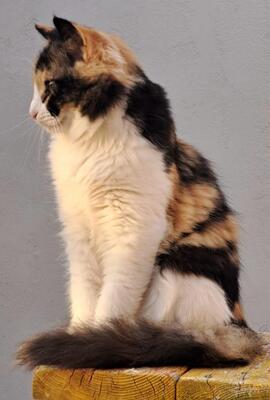 Athena, Grichiesche Strassenkatzen Jungtier - Katze