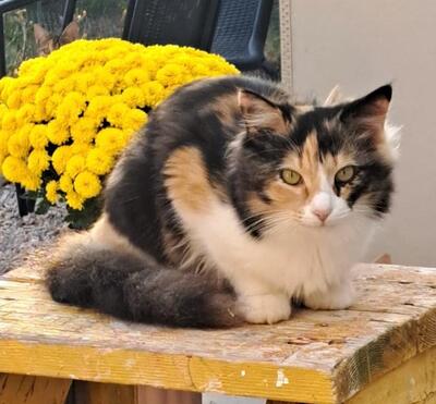 Athena, Griechische Strassenkatze Jungtier - Katze