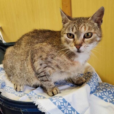 😻Auch die nette Moni sucht ein kuscheliges Körbchen für immer mit allem Drum und Dran 😻, Mischling - Katze