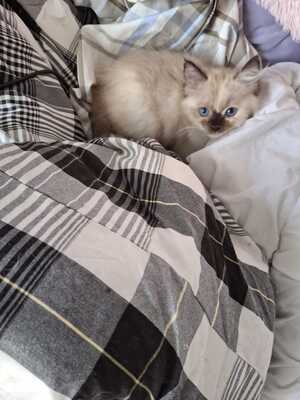 Aurora, RAGDOLL Jungtier - Katze