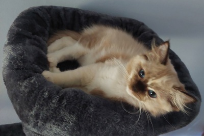 Aurora, RAGDOLL Jungtier - Katze