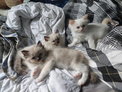 Aurora, RAGDOLL Jungtier - Katze
