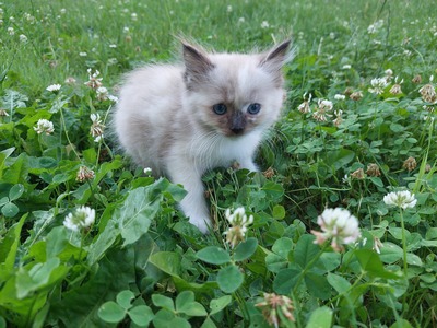 Aurora, RAGDOLL Jungtier - Katze