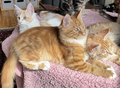 Aurore Rosis Django, Dalia, Danny, Main Coon Jungtier - Kater