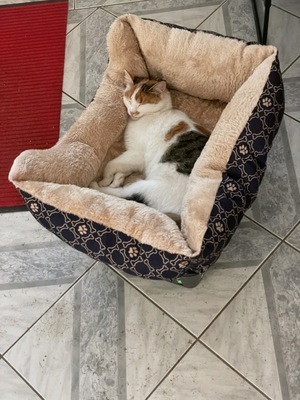 Ava