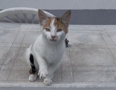 Ava, Katzen Jungtier - Katze