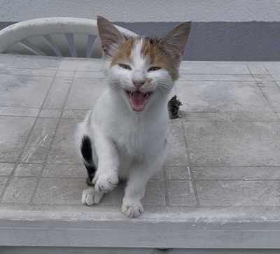 Ava, Katzen Jungtier - Katze