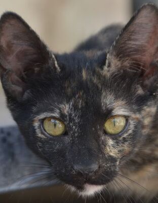 Ayra, Europäisch Kurzhaar - Katze
