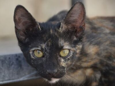 Ayra, Europäisch Kurzhaar - Katze